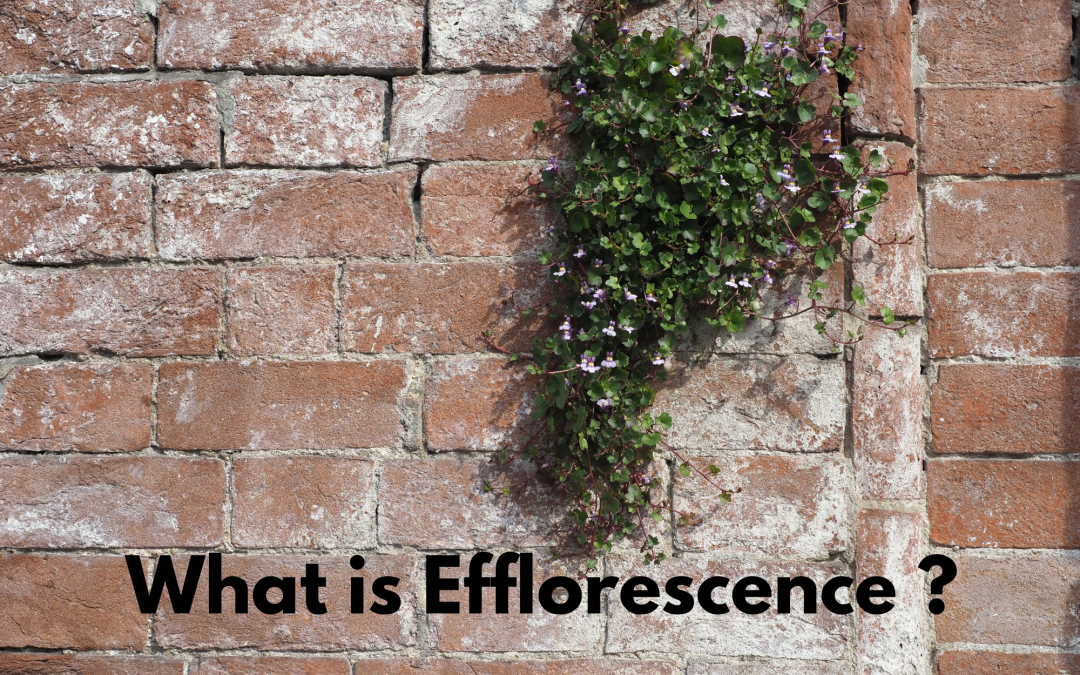 What Is Effloresence?